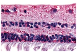 RGR Rabbit anti-Human, Monkey, Polyclonal Antibody, Abnova 50&mu;g; Unlabeled:Antibodies,