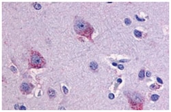 LPHN1 Rabbit anti-Hamster, Human, Monkey, Mouse, Rat, Polyclonal Antibody, Abnova 50 &mu;g | Buy Online | Abnova Corporation | Fisher Scientific