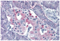 P2RY4 Rabbit anti-Human, Polyclonal Antibody, Abnova 50&mu;g; Unlabeled:Antibodies,