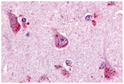 GPR68 Rabbit anti-Human, Polyclonal Antibody, Abnova 50&mu;g; Unlabeled:Antibodies,