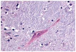 GPR55 Rabbit anti-Human, Monkey, Polyclonal Antibody, Abnova 50&mu;g; Unlabeled:Antibodies,
