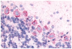 GPR89A Rabbit anti-Human, Rat, Polyclonal Antibody, Abnova 50&mu;g; Unlabeled:Antibodies,