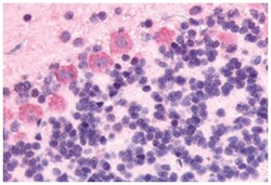 GPR89A Rabbit anti-Bovine, Chicken, Dog, Hamster, Human, Monkey, Mouse, Pig, Rat, Polyclonal Antibody, Abnova 50 &mu;g | Buy Online | Abnova | Fisher Scientific