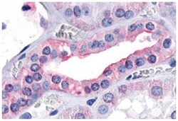 OXGR1 Rabbit anti-Human, Monkey, Polyclonal Antibody, Abnova 50&mu;g; Unlabeled:Antibodies,
