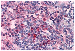 HRH4 Rabbit anti-Human, Polyclonal Antibody, Abnova 50 &mu;g | Buy Online | Abnova Corporation | Fisher Scientific
