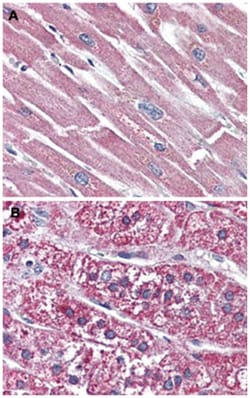 SSTR5 Rabbit anti-Human, Polyclonal Antibody, Abnova 50&mu;g; Unlabeled:Antibodies,