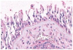 OR2A4 Rabbit anti-Human, Polyclonal Antibody, Abnova 50 &mu;g | Buy Online | Abnova Corporation | Fisher Scientific