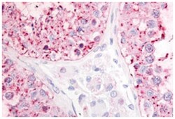 GPR68 Rabbit anti-Hamster, Horse, Human, Monkey, Mouse, Pig, Rabbit, Rat,