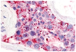 LPAR5 Rabbit anti-Human, Monkey, Polyclonal Antibody, Abnova 50 &mu;g | Buy Online | Abnova Corporation | Fisher Scientific