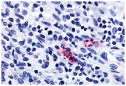P2RY13 Rabbit anti-Human, Polyclonal Antibody, Abnova 50&mu;g; Unlabeled:Antibodies,