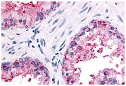 OR51E2, Rabbit, Polyclonal Antibody, Abnova 50&mu;g; Unlabeled:Antibodies,