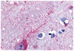 GPR50 Rabbit anti-Dog, Human, Monkey, Sheep, Polyclonal Antibody, Abnova