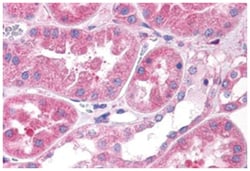 OXGR1 Rabbit anti-Human, Polyclonal Antibody, Abnova 50&mu;g; Unlabeled:Antibodies,