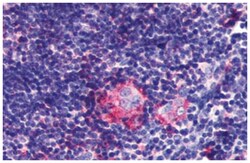 P2RY5, Rabbit, Polyclonal Antibody, Abnova 50 &mu;g | Buy Online | Abnova Corporation | Fisher Scientific
