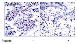 STAT6 Rabbit anti-Human, Polyclonal Antibody, Abnova 100 &mu;g | Buy Online | Abnova Corporation | Fisher Scientific