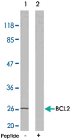 BCL2 Rabbit anti-Human, Polyclonal Antibody, Abnova 100 &mu;g | Buy Online | Abnova Corporation | Fisher Scientific