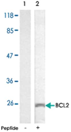 BCL2 Rabbit anti-Human, Polyclonal Antibody, Abnova 100 &mu;g | Buy Online | Abnova Corporation | Fisher Scientific