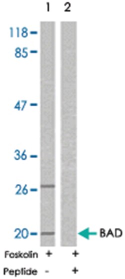 BAD Rabbit anti-Human, Mouse, Rat, Polyclonal Antibody, Abnova 100 &mu;g | Buy Online | Abnova Corporation | Fisher Scientific