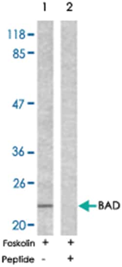 BAD Rabbit anti-Human, Mouse, Rat, Polyclonal Antibody, Abnova 100 &mu;g | Buy Online | Abnova Corporation | Fisher Scientific