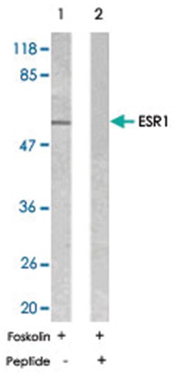 ESR1 Rabbit anti-Human, Mouse, Polyclonal Antibody, Abnova 100 &mu;g | Buy Online | Abnova Corporation | Fisher Scientific
