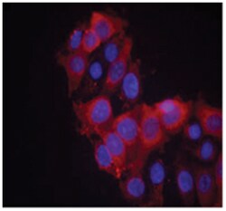 KDR Rabbit anti-Human, Mouse, Rat, Polyclonal Antibody, Abnova 100 &mu;g | Buy Online | Abnova | Fisher Scientific