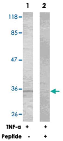 NFKBIA Rabbit anti-Human, Mouse, Rat, Polyclonal Antibody, Abnova 100 &mu;g | Buy Online | Abnova Corporation | Fisher Scientific