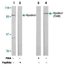 RPS6KA1 Rabbit anti-Human, Mouse, Rat, Polyclonal Antibody, Abnova 100&mu;g;