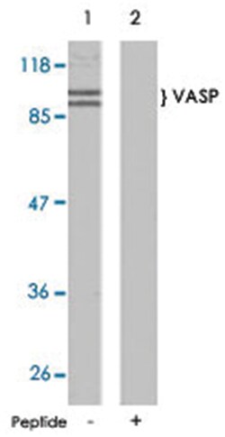 VAV1 Rabbit anti-Human, Mouse, Rat, Polyclonal Antibody, Abnova 100 &mu;g | Buy Online | Abnova Corporation | Fisher Scientific
