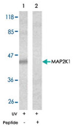 MAP2K1 Rabbit anti-Human, Mouse, Rat, Polyclonal Antibody, Abnova 100&mu;g;