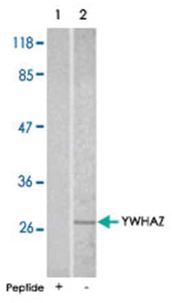 YWHAZ Rabbit anti-Human, Mouse, Rat, Polyclonal Antibody, Abnova 100&mu;g;