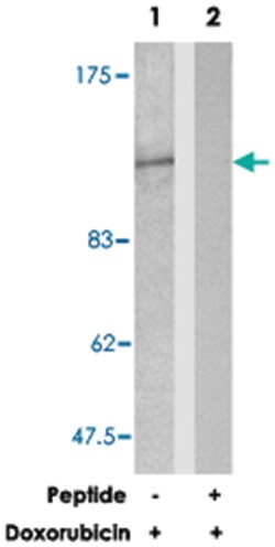 ADD1 Rabbit anti-Human, Mouse, Rat, Polyclonal Antibody, Abnova 100 &mu;g | Buy Online | Abnova Corporation | Fisher Scientific