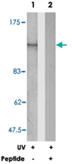 SMC1A Rabbit anti-Human, Mouse, Polyclonal Antibody, Abnova 100 &mu;g | Buy Online | Abnova Corporation | Fisher Scientific