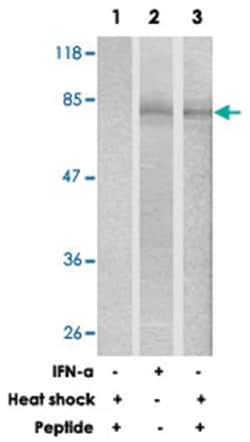 HSF1 Rabbit anti-Human, Polyclonal Antibody, Abnova 100 &mu;g | Buy Online | Abnova Corporation | Fisher Scientific