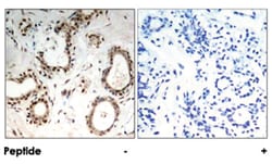 HSF1 Rabbit anti-Human, Polyclonal Antibody, Abnova 100 &mu;g | Buy Online | Abnova Corporation | Fisher Scientific