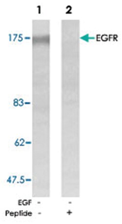 EGFR Rabbit anti-Human, Mouse, Rat, Polyclonal Antibody, Abnova 100 &mu;g | Buy Online | Abnova Corporation | Fisher Scientific