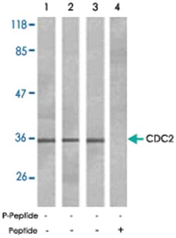 CDC2 Rabbit anti-Human, Mouse, Rat, Polyclonal Antibody, Abnova 100&mu;g;