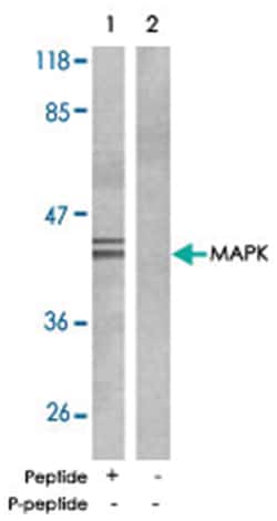 MAPK1/MAPK3 Rabbit anti-Human, Mouse, Rat, Polyclonal Antibody, Abnova