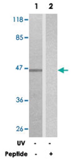 MAPK9/MAPK10 Rabbit anti-Human, Mouse, Rat, Polyclonal Antibody, Abnova 100 &mu;g | Buy Online | Abnova Corporation | Fisher Scientific