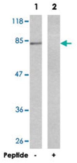 HSF1 Rabbit anti-Human, Polyclonal Antibody, Abnova 100 &mu;g | Buy Online | Abnova Corporation | Fisher Scientific