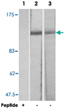 ITGB3 Rabbit anti-Human, Mouse, Polyclonal Antibody, Abnova 100 &mu;g | Buy Online | Abnova Corporation | Fisher Scientific