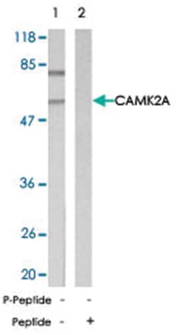 CAMK2A Rabbit anti-Human, Mouse, Rat, Polyclonal Antibody, Abnova 100&mu;g;