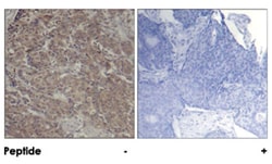 CREB1 Rabbit anti-Human, Mouse, Rat, Polyclonal Antibody, Abnova 100 &mu;g | Buy Online | Abnova Corporation | Fisher Scientific