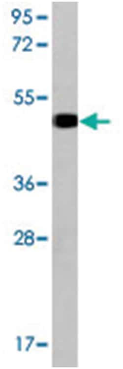 GUCY1A2 Rabbit anti-Human, Mouse, Polyclonal Antibody, Abnova 400 &mu;L | Buy Online | Abnova Corporation | Fisher Scientific