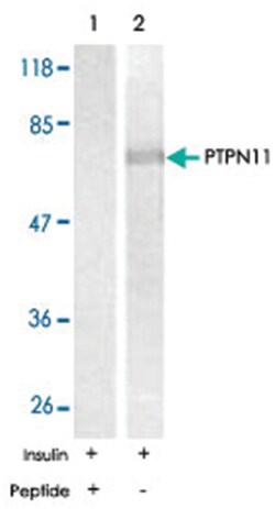 PTPN11 Rabbit anti-Human, Mouse, Rat, Polyclonal Antibody, Abnova 100&mu;g;
