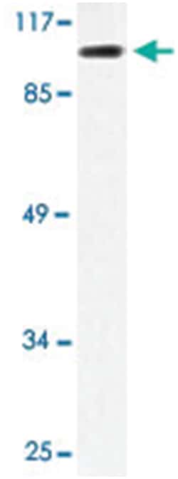 MLLT10 Rabbit anti-Human, Mouse, Polyclonal Antibody, Abnova 100 &mu;L | Buy Online | Abnova Corporation | Fisher Scientific