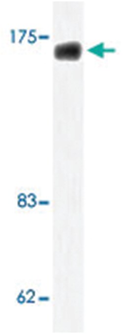 MED1 Rabbit anti-Human, Mouse, Polyclonal Antibody, Abnova 100 &mu;L | Buy Online | Abnova Corporation | Fisher Scientific