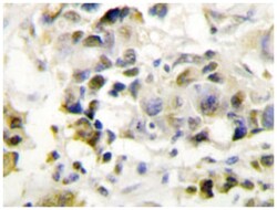 MED1 Rabbit anti-Human, Mouse, Polyclonal Antibody, Abnova 100 &mu;L | Buy Online | Abnova Corporation | Fisher Scientific