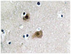 COPS5 Rabbit anti-Human, Mouse, Polyclonal Antibody, Abnova 100&mu;L; Unlabeled:Antibodies,