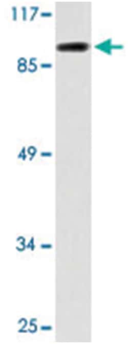 MKL1 Rabbit anti-Human, Mouse, Polyclonal Antibody, Abnova 100 &mu;L | Buy Online | Abnova Corporation | Fisher Scientific