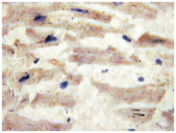 Rabbit anti-LAMA4, Polyclonal, Abnova 100 &mu;L | Buy Online | Abnova Corporation | Fisher Scientific